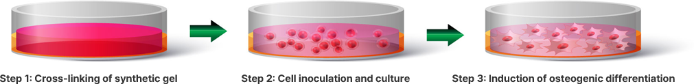 The differentiation period is shortened from 14 days to 5 days, and cells are differentiated into the high-purity osteoblasts with the high efficiency and reproducibility.