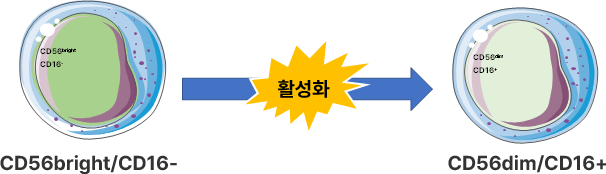 혈중 NK Cell 및 타사 NK<